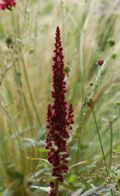 Amaranthus-Pigmy-Torch-170707.jpg