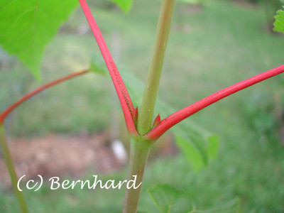 acer_pensylvanicum_02.jpg