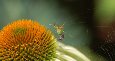 Kuerbisspinne-vielleicht-140707-1.jpg