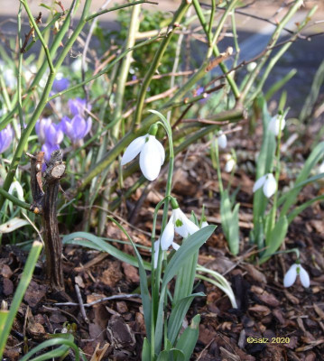 Galanthus NoName besonders dick und herzlich.jpg