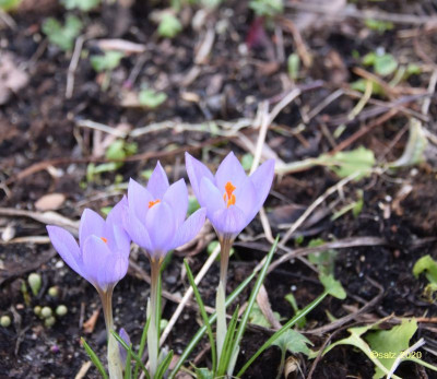 Crocus NoName.jpg
