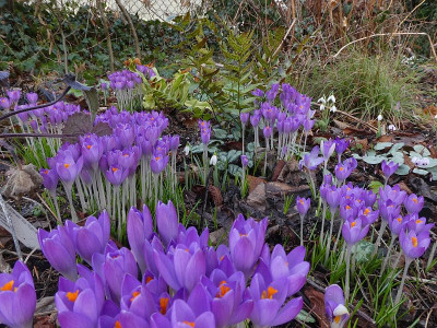 Crocus tommasianus 200215.jpg