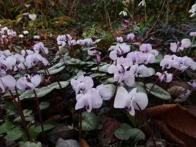 Cyclamen coum Susanne 200215.jpg