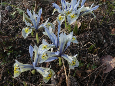 Iris 'Katherine Hodgkin' 200215.jpg