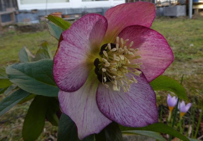 Hellerorus unterm Kirschbaum 200215.jpg