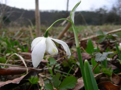 Galanthus nivalis Lady Elphinstone DSCN8904.JPG
