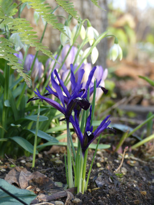 2020-02-15 Irm Gartenimpressionen 1.jpg