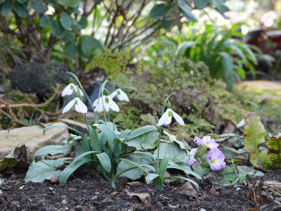 2020-02-15 Irm Gartenimpressionen 3.jpg