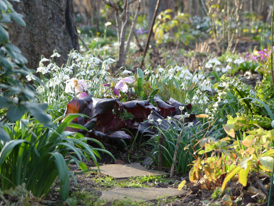 2020-02-15 Irm Gartenimpressionen 4.jpg
