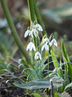 2020-02-15 Irm Gartenimpressionen 5.jpg