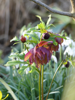 2020-02-15 Irm Gartenimpressionen 6.jpg