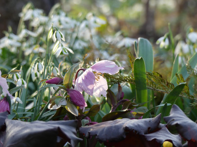 2020-02-15 Irm Gartenimpressionen 7.jpg