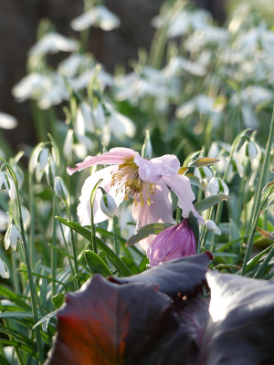 2020-02-15 Irm Gartenimpressionen 8.jpg
