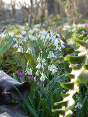 2020-02-15 Irm Gartenimpressionen 9.jpg