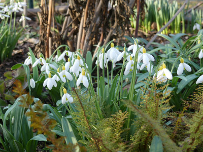 2020-02-15 Irm Gartenimpressionen 10.jpg