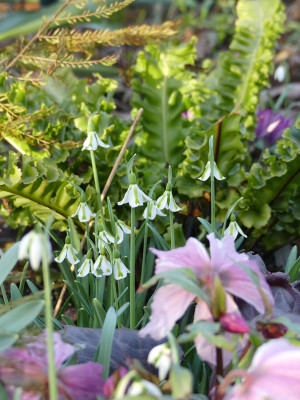 2020-02-15 Irm Gartenimpressionen 11.jpg