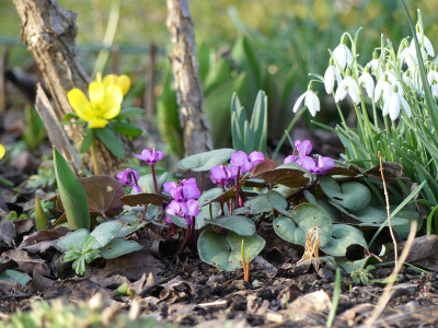 2020-02-15 Irm Gartenimpressionen 12.jpg