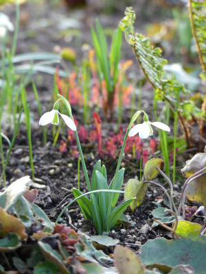2020-02-15 Irm Gartenimpressionen 14.jpg