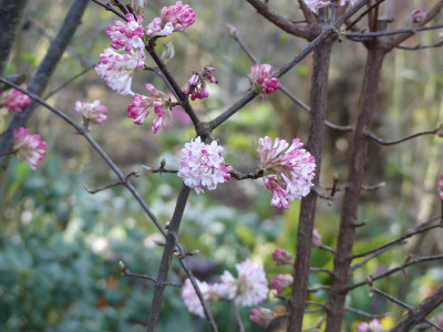 2020-02-15 Irm Viburnum.jpg