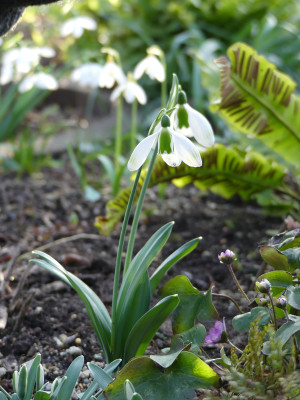 2020-02-15 Irm Gartenimpressionen 15.jpg