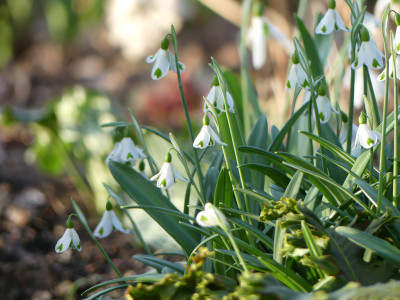 2020-02-15 Irm Gartenimpressionen 16.jpg