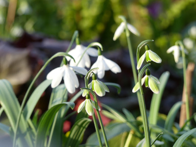 2020-02-15 Irm Gartenimpressionen 18.jpg