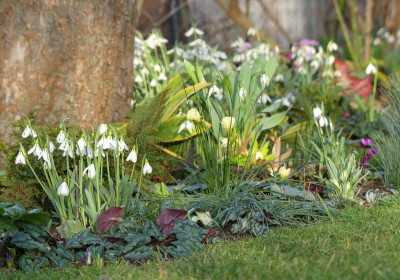 2020-02-15 Irm Gartenimpressionen 19.jpg