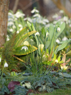 2020-02-15 Irm Narcissus.jpg