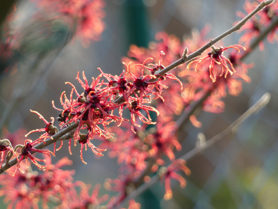 2020-02-15 Irm Hamamelis.jpg