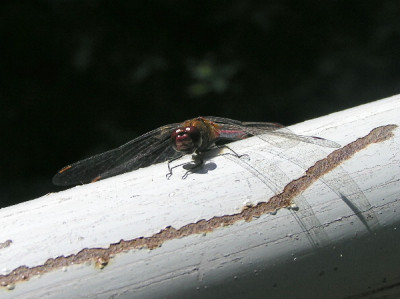 Libelle-A-3-a.jpg