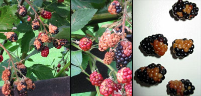 brombeere.jpg