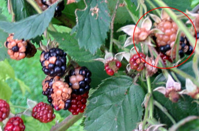 brombeere2.jpg