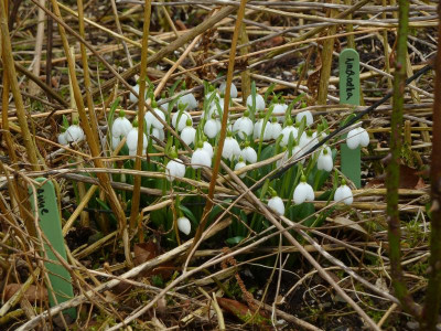 Galanthus Augustus.jpg