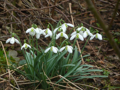 Galanthus Lapwing.jpg