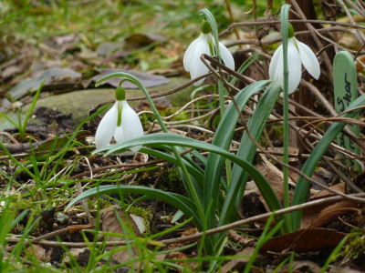 Galanthus Gerard Parker.jpg
