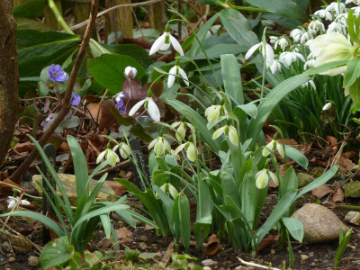 Galanthus Rosemary Burnham 2.jpg