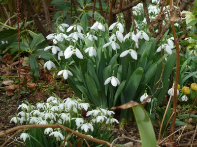 Galanthus Wachtmeister Dimpflmoser 2.jpg