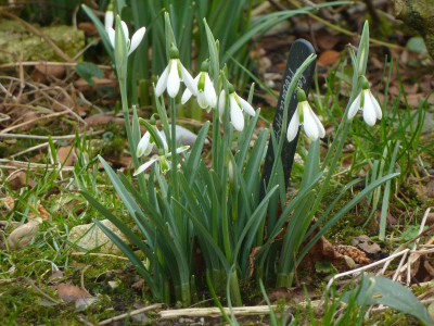 Galanthus Modern Art.jpg