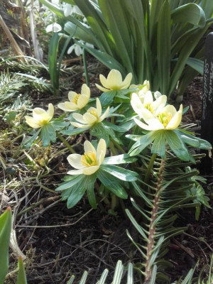 Eranthis Schwefelglanz.jpg