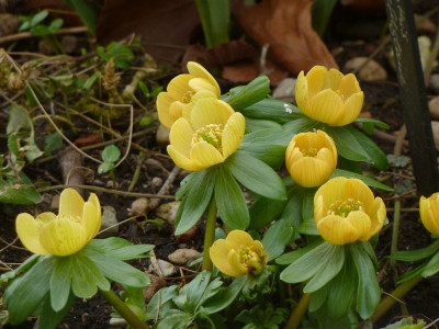 Eranthis Schwefelglanz. 2jpg.jpg