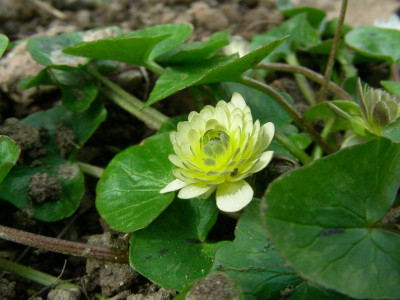 Ranunculus ficaria Ken Aslet knospig DSCN6157.JPG