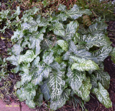 Arum Blattmix 2020.jpg