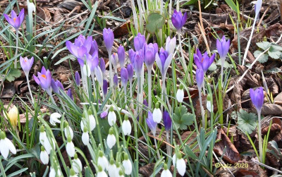 Crocus tommasinianus 2020 mix.jpg