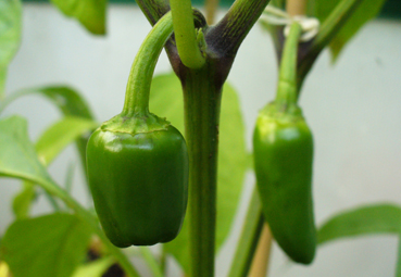 verkreuzter-chili.jpg
