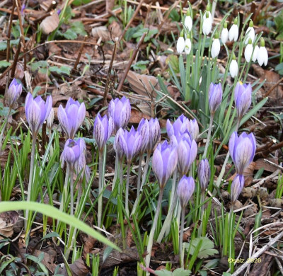 Crocus unbestimmt 2020.jpg