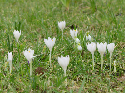 2020-02-16 Crocus tommasinianus 'Albus' 1.jpg