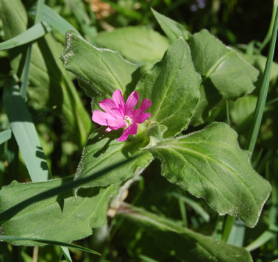Rote_Waldnelke_X0010_S_1368.jpg
