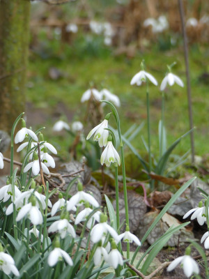 2020-02-16 Galanthus 'Alan's Treat' 2.jpg