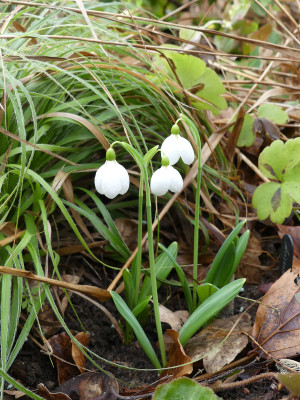 2020-02-16 Galanthus 'Augustus' 1.jpg