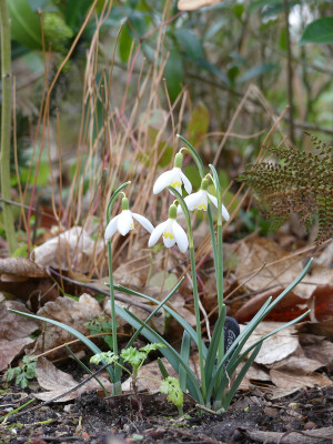 2020-02-16 Galanthus 'Blonde Inge' 1.jpg